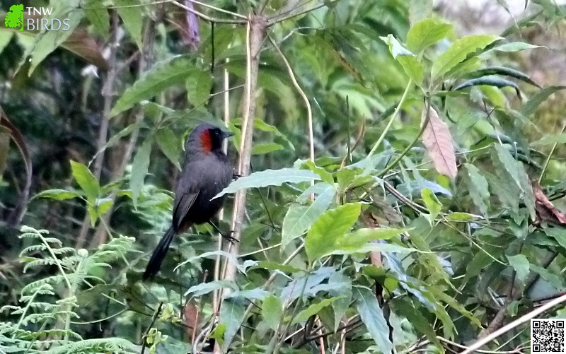 Rufous-necked Laughingthrush